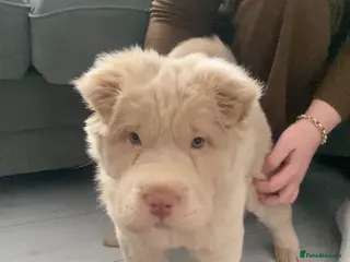 Shar Pei dogs 🐾 Cream Bear Coat Shar Pei Girl – Blue Eyes 💎🐶 - Advert 1