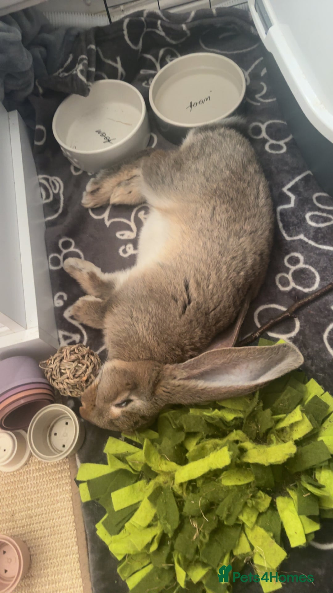 Continental Giant rabbits for sale: Hi, this is Míro, the Continental Giant! - Image 8