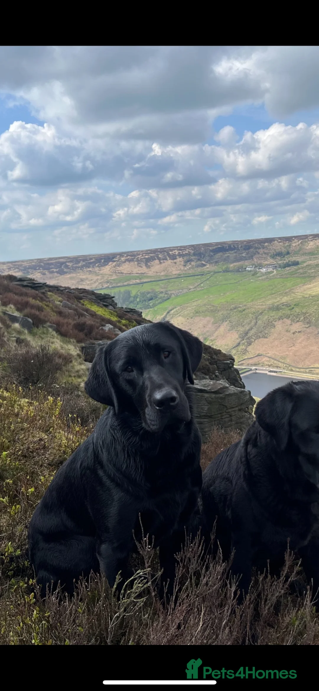 Labrador Retriever dogs for stud: FIELD TRIAL WINNER traditional working Labrador - Advert 4