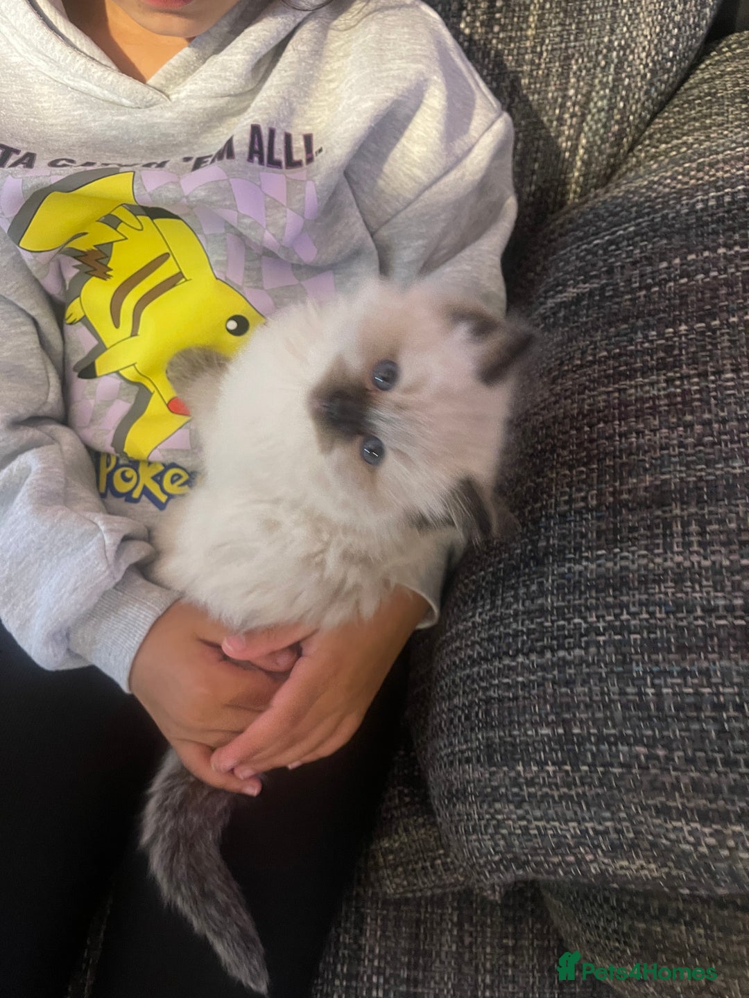 Ragdoll cats for sale:  Beautiful Ragdoll Kittens * 3 BoYs *  - Image 22