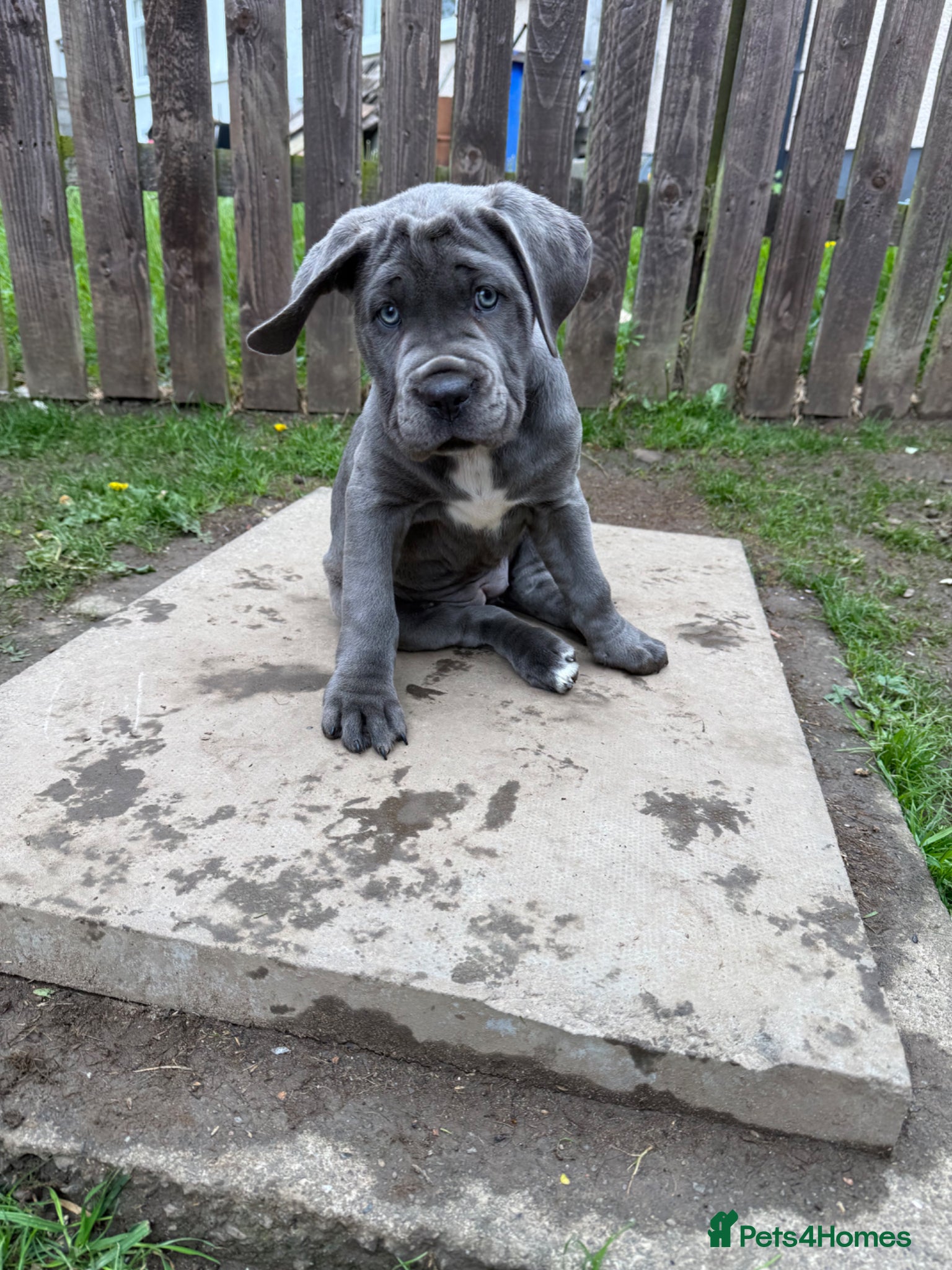 Cane Corso dogs 1 FEMALE LEFT Cane Corso Puppies - Advert 3