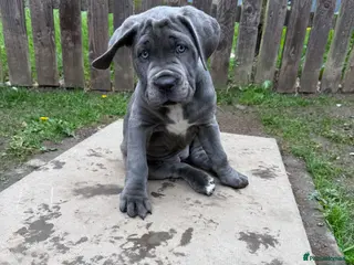 Cane Corso dogs 1 FEMALE LEFT Cane Corso Puppies - Advert 3