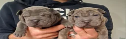 Staffordshire Bull Terrier dogs for sale: Blue staffy x sharpei  - Advert 10