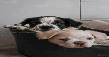 French Bulldog dogs - Advert 14