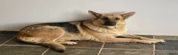 Mixed Breed dogs for sale: German Shepherd X Akita Pups - Advert 17