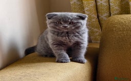 Scottish Fold cats for sale: 4 lovely kittens looking for new family  - Image 21