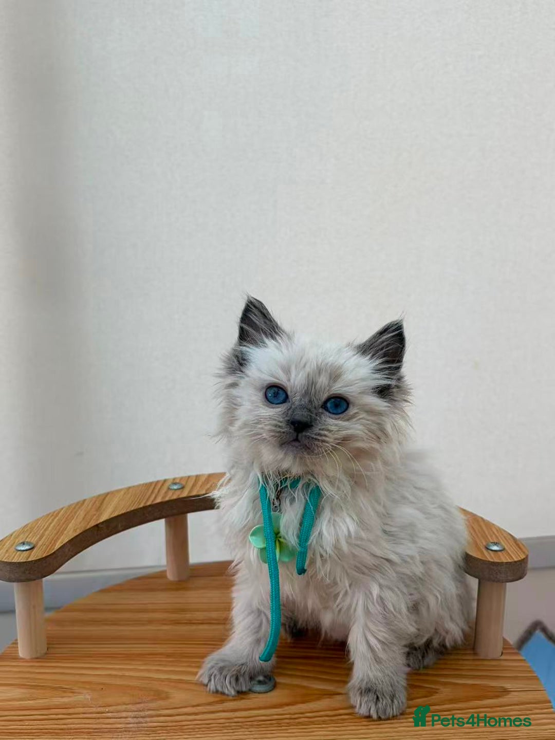 Ragdoll cats for sale: 8 purebred Ragdoll cats - Advert 16