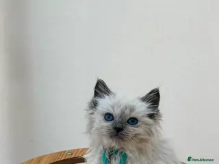 Ragdoll cats 6 purebred Ragdoll cats - Advert 5