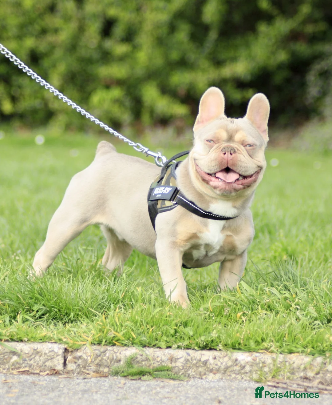 French Bulldog dogs for stud: Oscar the Quality French Bulldog Stud - Advert 8