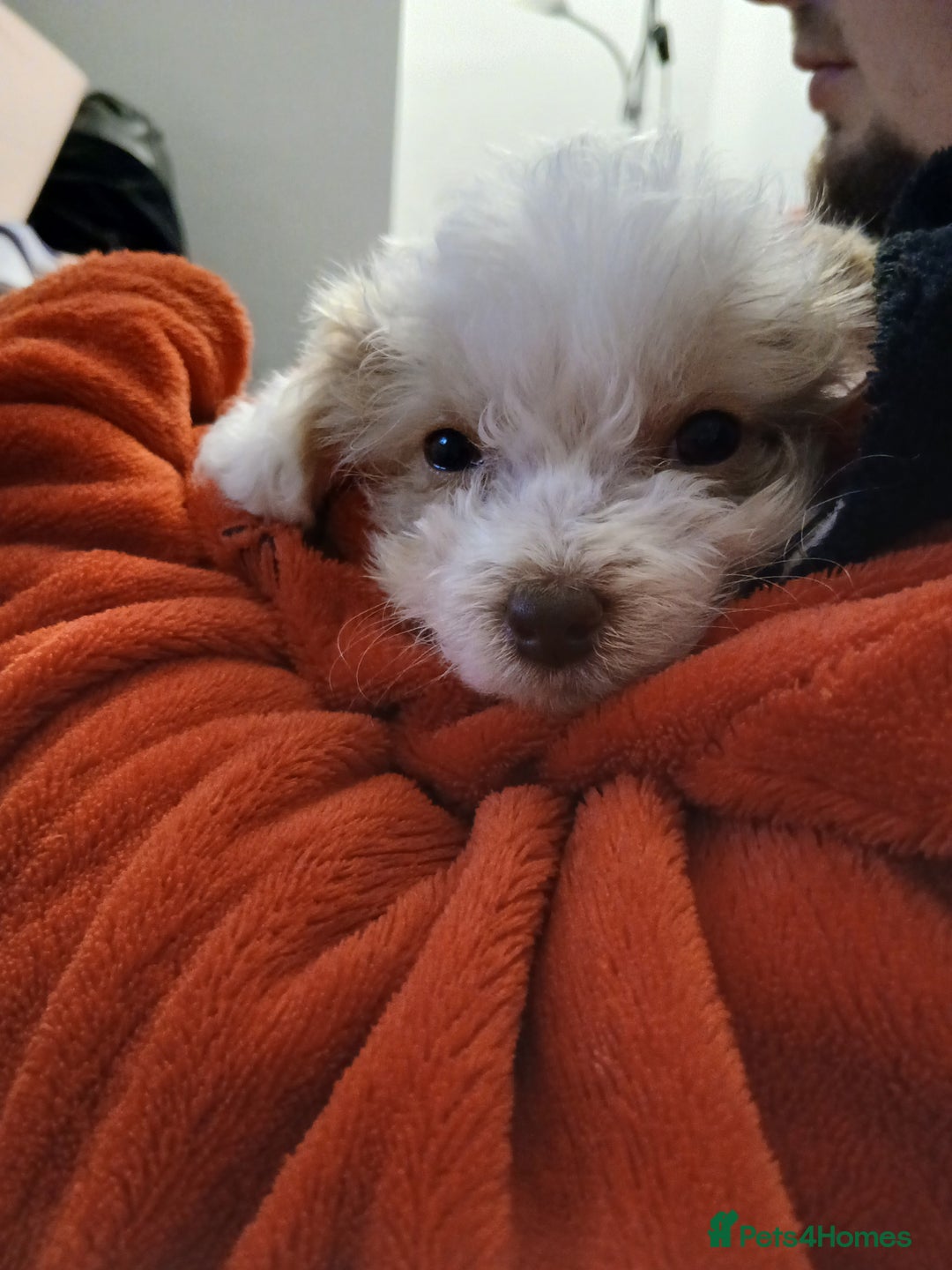 Mixed Breed dogs for sale: Springerpoo puppy  - Advert 20