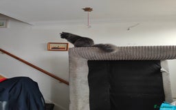 Ragcoon cats for sale: Maine coon X Ragdoll kitten - Image 27