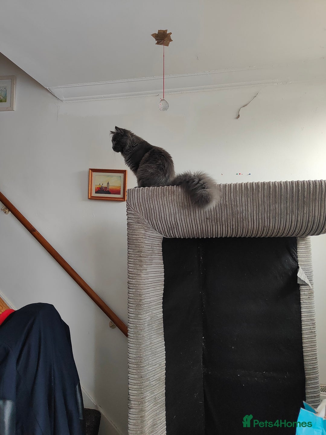 Ragcoon cats for sale: Maine coon X Ragdoll kitten - Image 27