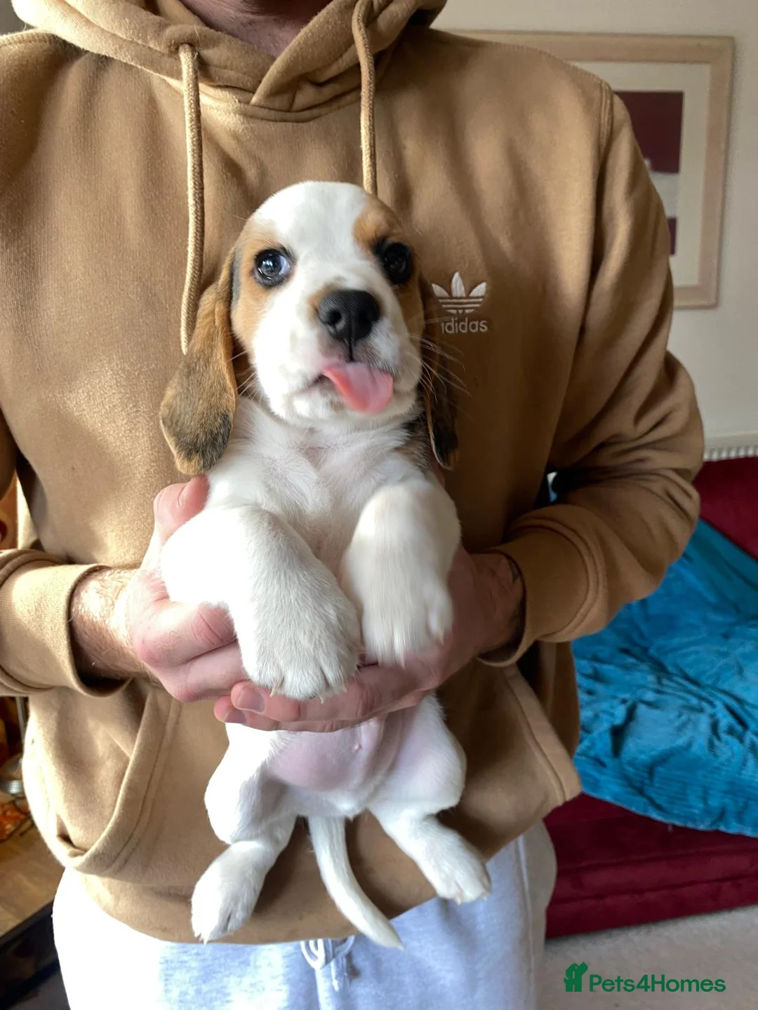 Beagle dogs for sale: Beautiful home reared chunky beagle pups - Advert 6