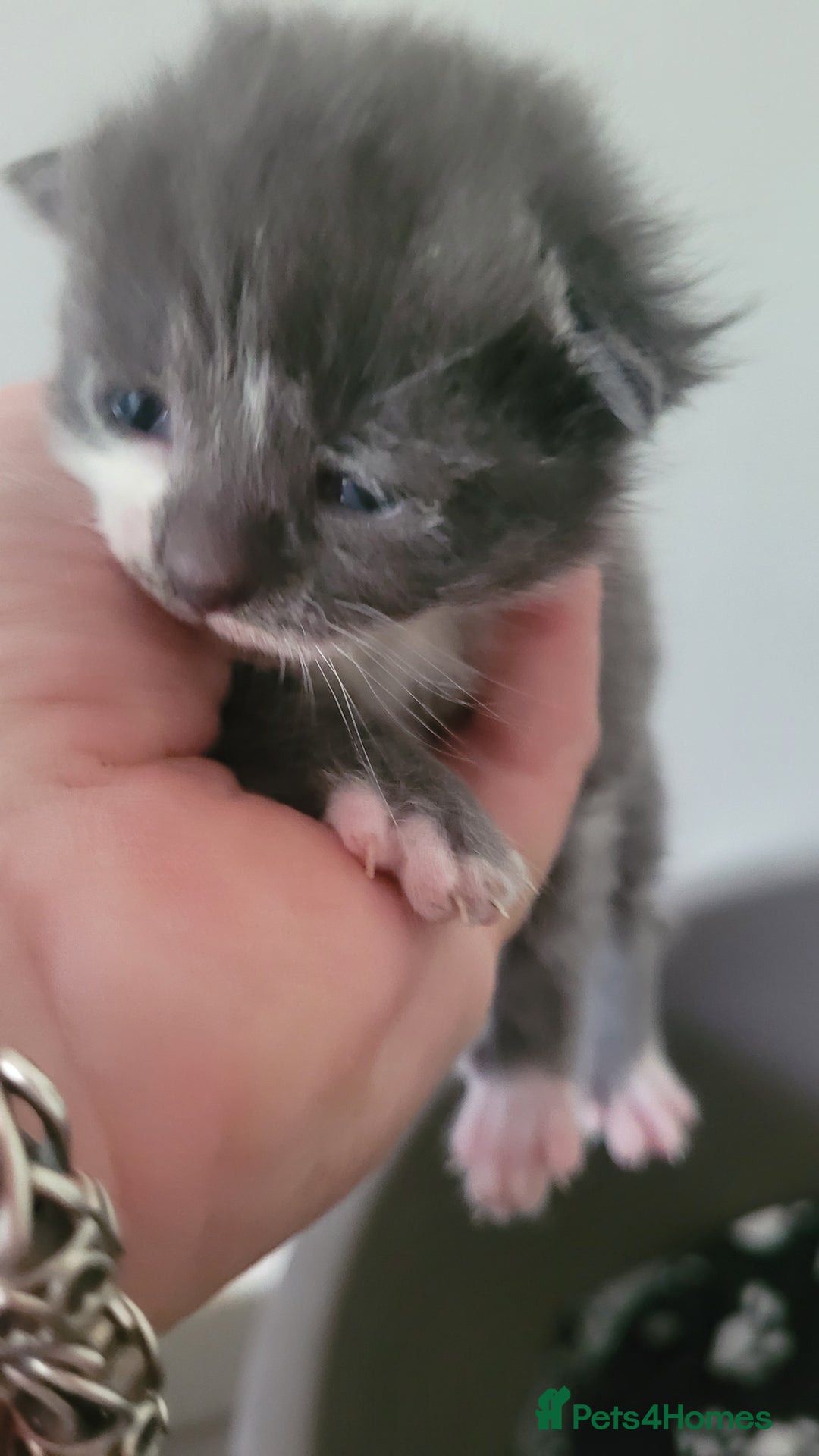 Mixed Breed cats for sale: Beautiful kittens  - Image 7