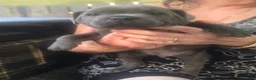 Staffordshire Bull Terrier dogs for sale: Staffy pups blue in Liskeard - Advert 4