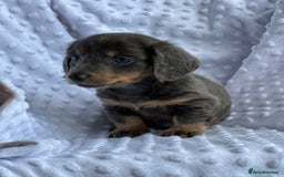 Miniature Dachshund dogs for sale: Miniature Dachshund Puppies  - Image 8