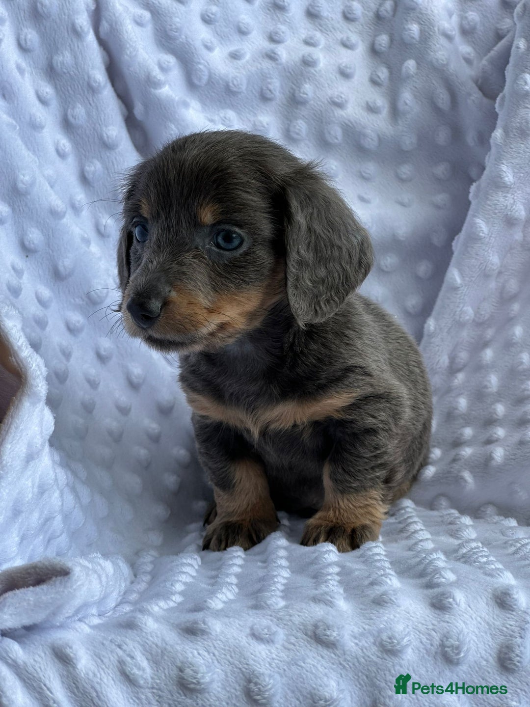 Miniature Dachshund dogs for sale: Miniature Dachshund Puppies  - Image 8