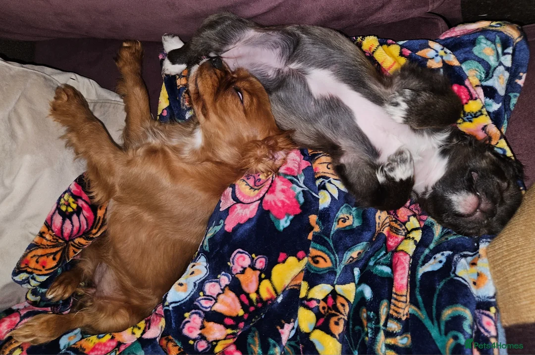 Chihuahua dogs for sale: Bow, long haired apple head chihuahua  - Advert 7