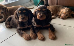 Cocker Spaniel dogs for sale: Health Tested Show Cocker Spaniels - Image 1