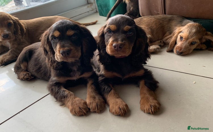 Cocker Spaniel dogs - Advert 3