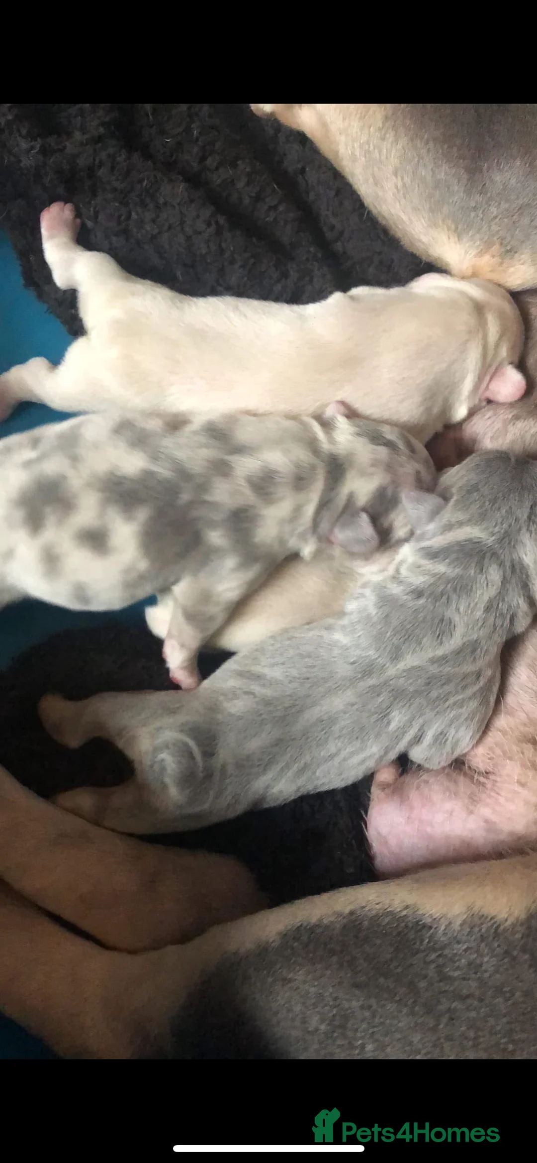 French Bulldog dogs for sale: Last French bulldog  - Advert 2