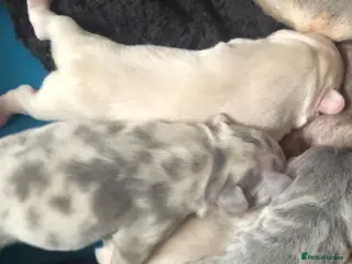 French Bulldog dogs Last French bulldog - Advert 1