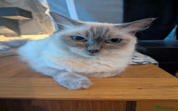 Ragdoll cats for sale: Ragdoll kittens  - Image 6