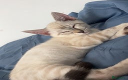 Ragdoll cats for sale: 2 ragdoll x bengal kittens  - Image 4