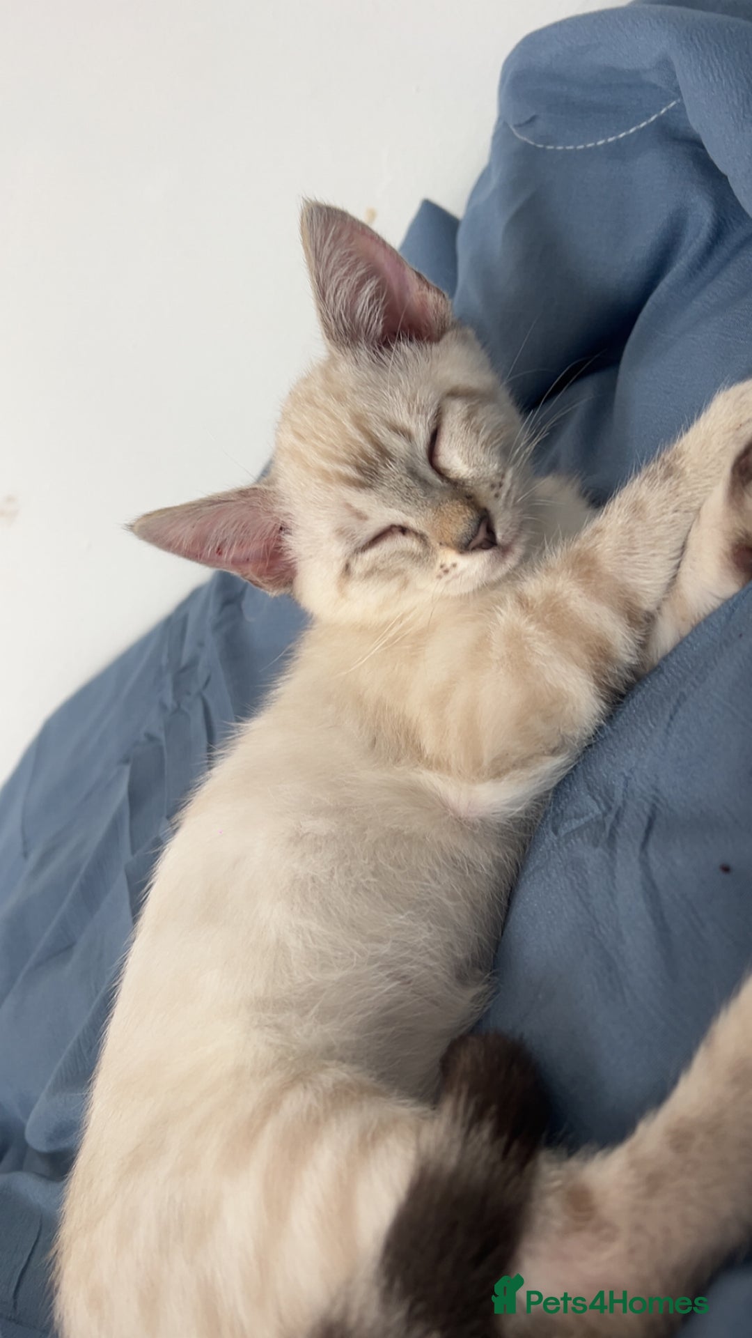 Ragdoll cats for sale: 2 ragdoll x bengal kittens  - Image 4