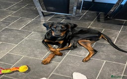 Dobermann dogs for sale: Rehome needed for Buck - Image 1