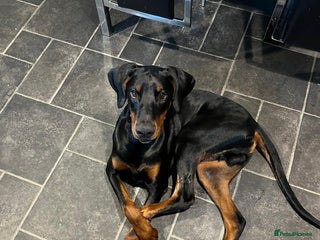 Dobermann dogs for sale - Advert 1