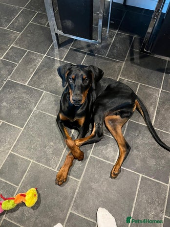 Dobermann dogs - Advert 6