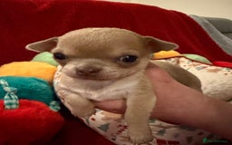 Chihuahua dogs for sale: Tiny apple head chihuahuas - Image 29