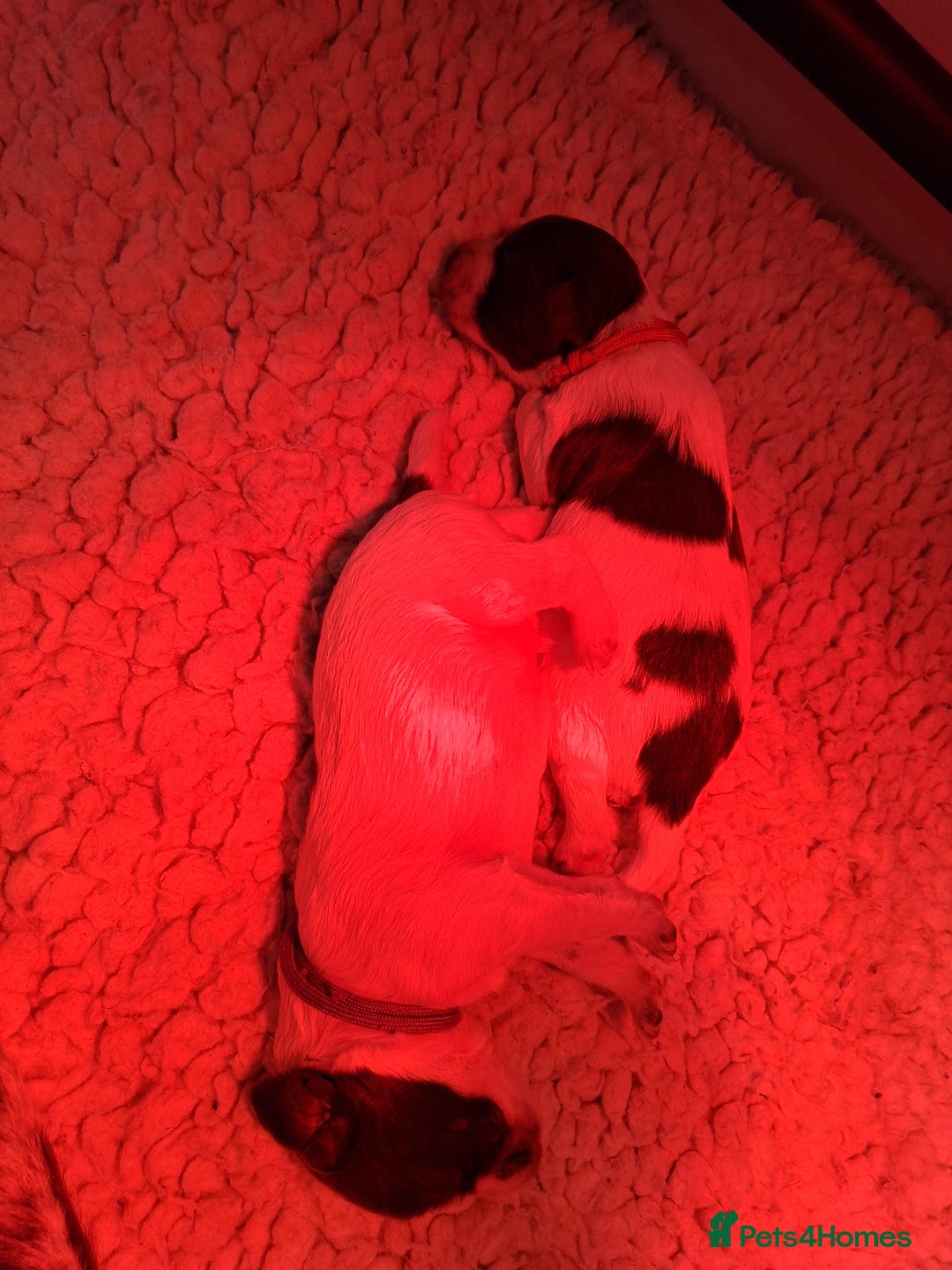 English Springer Spaniel dogs for sale: KC reg, Working Springer spaniel puppies - Advert 4