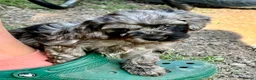 Cockapoo dogs for sale: Beautiful cockapoo pups for sale - Advert 20