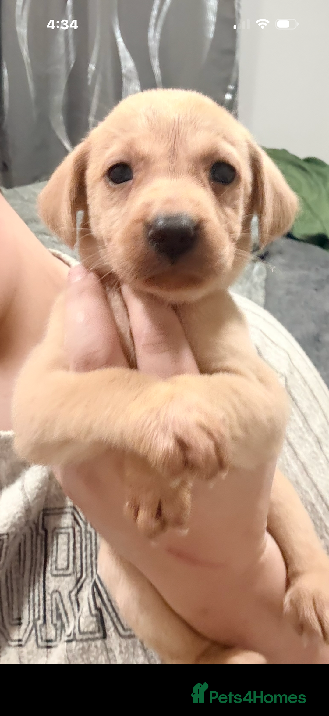 Labrador Retriever dogs for sale: Beautiful, fox red labradors - Advert 11