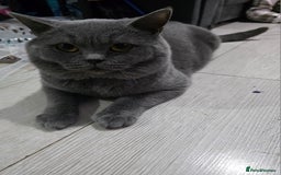 British Shorthair cats for sale: Stunning British shorthair kittens  - Image 4
