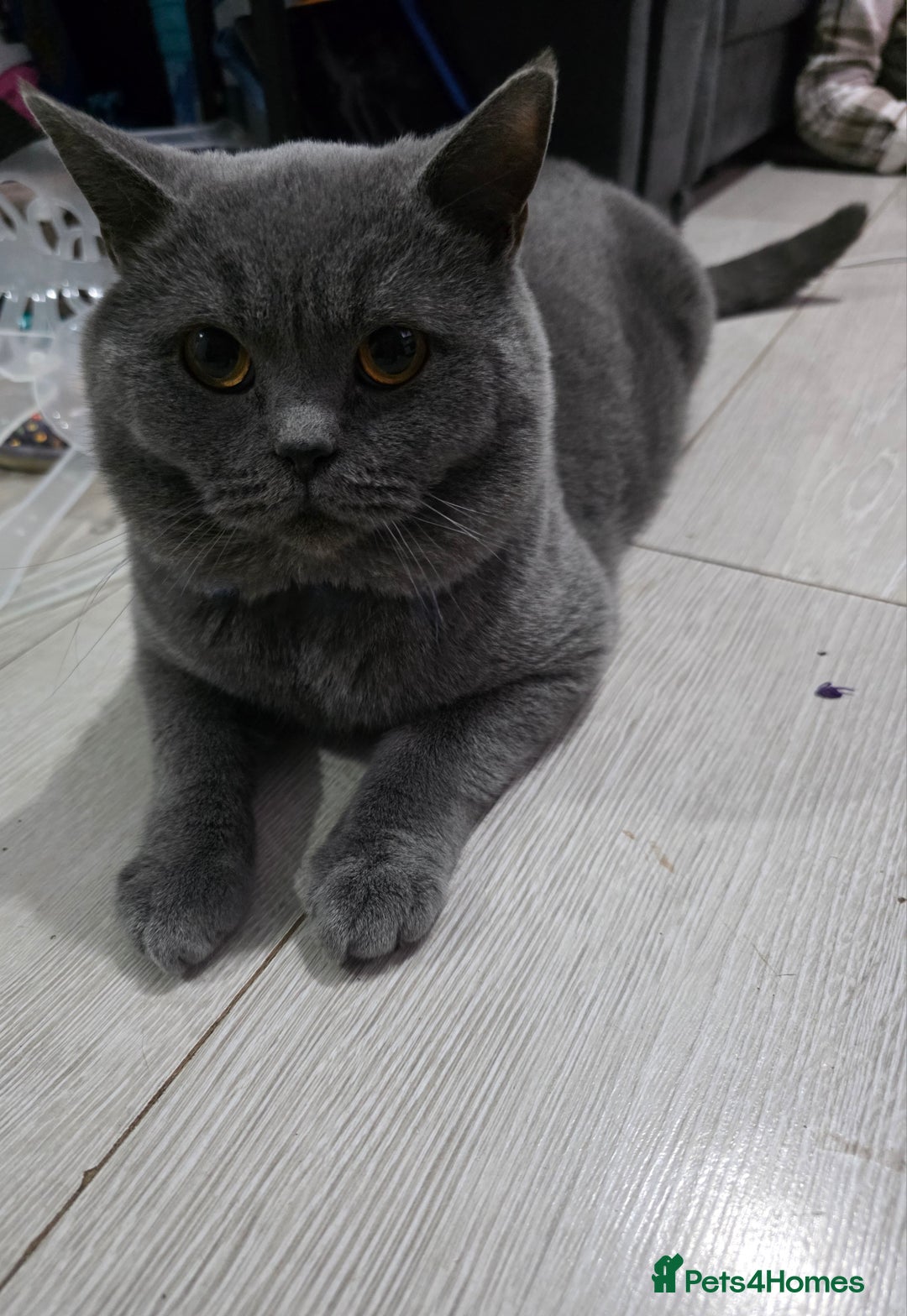 British Shorthair cats for sale: Stunning British shorthair kittens  - Image 4
