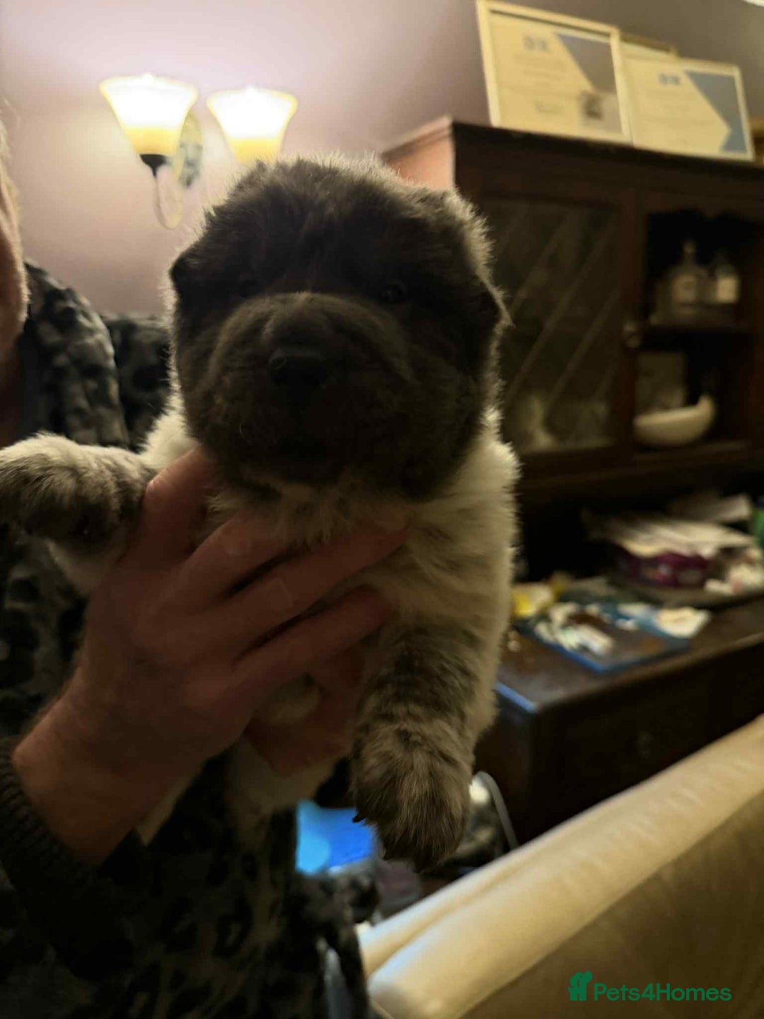 Shar Pei dogs for sale: 4 gorgeous bear coat shar pei puppies - Advert 9