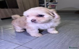 Mixed Breed dogs for sale: Adorable puppies for sale  - Image 7