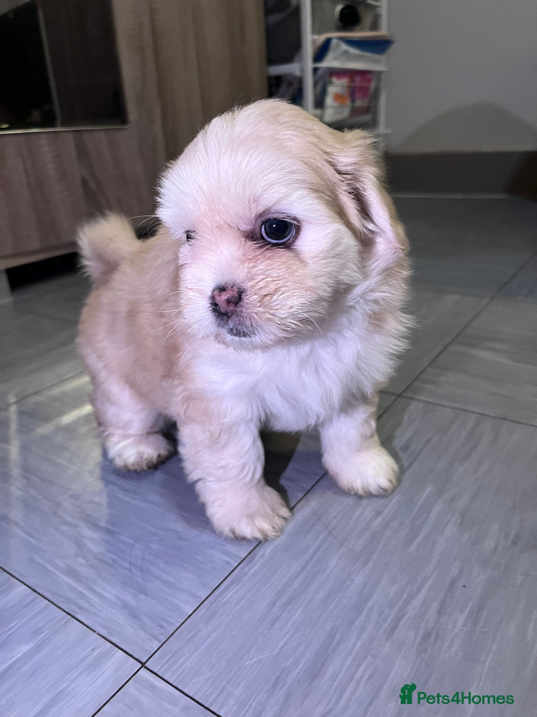 Mixed Breed dogs for sale: Adorable puppies for sale  - Image 7