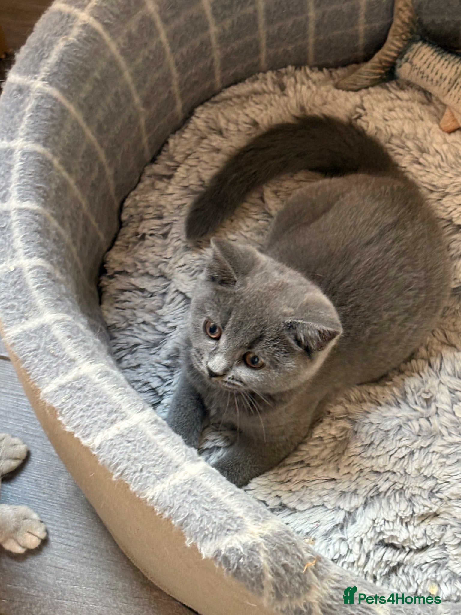 British Shorthair cats British shorthair kittens  - Advert 14