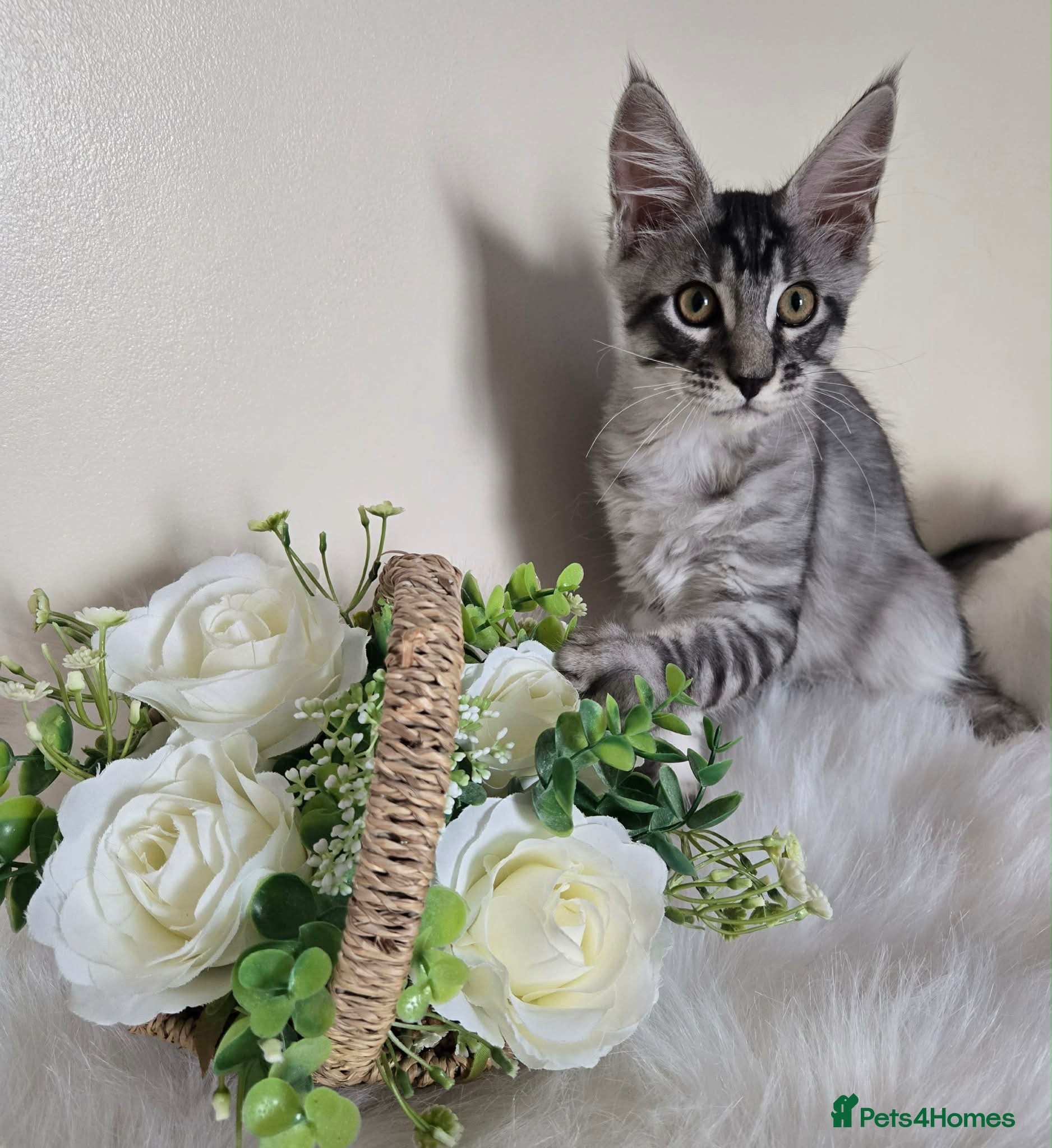 Maine Coon cats 3 TICA registered Maine Coon kittens. - Advert 2