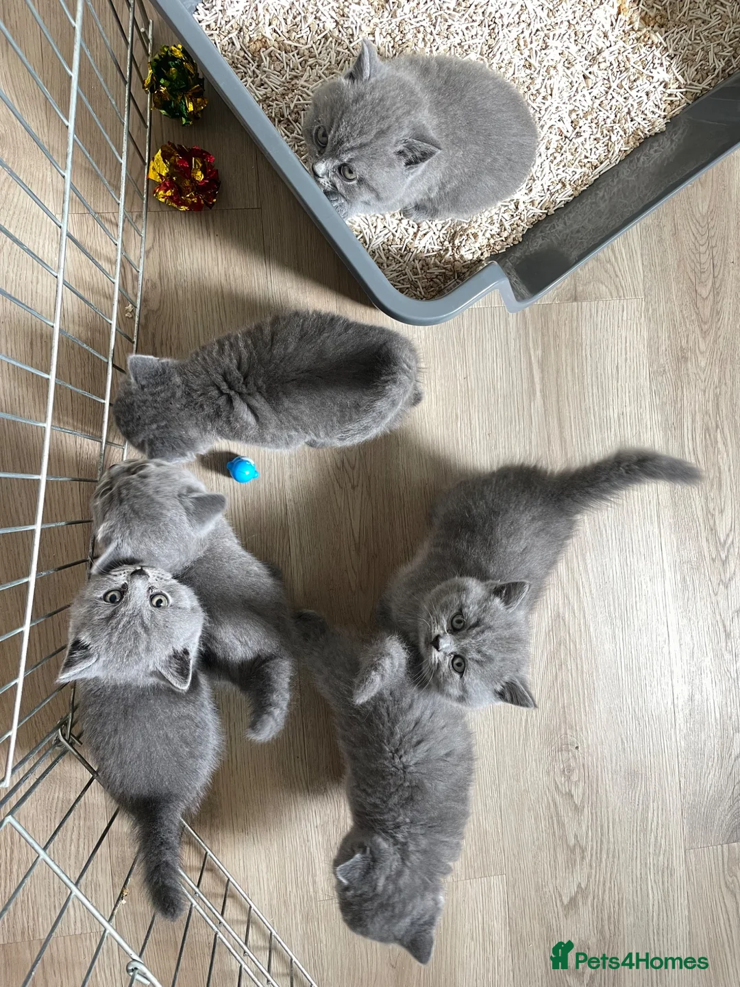 British Shorthair cats for sale: 6 beautiful British shorthair kittens, READY NOW* - Advert 1