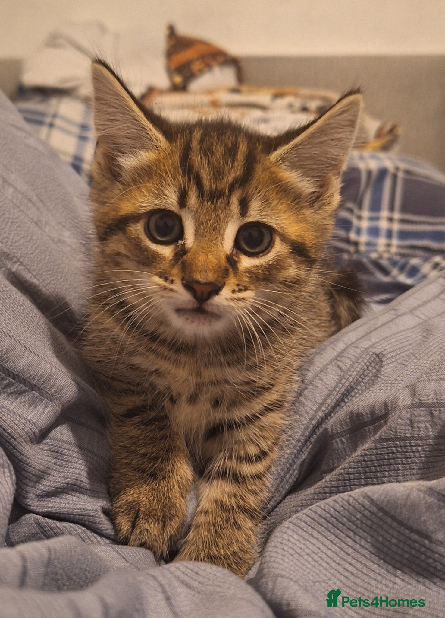 Mixed Breed cats Beautiful kittens  - Advert 6