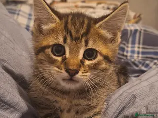 Mixed Breed cats Beautiful kittens - Advert 5