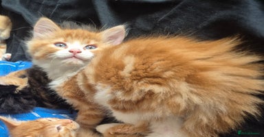 Mixed Breed cats - Advert 4