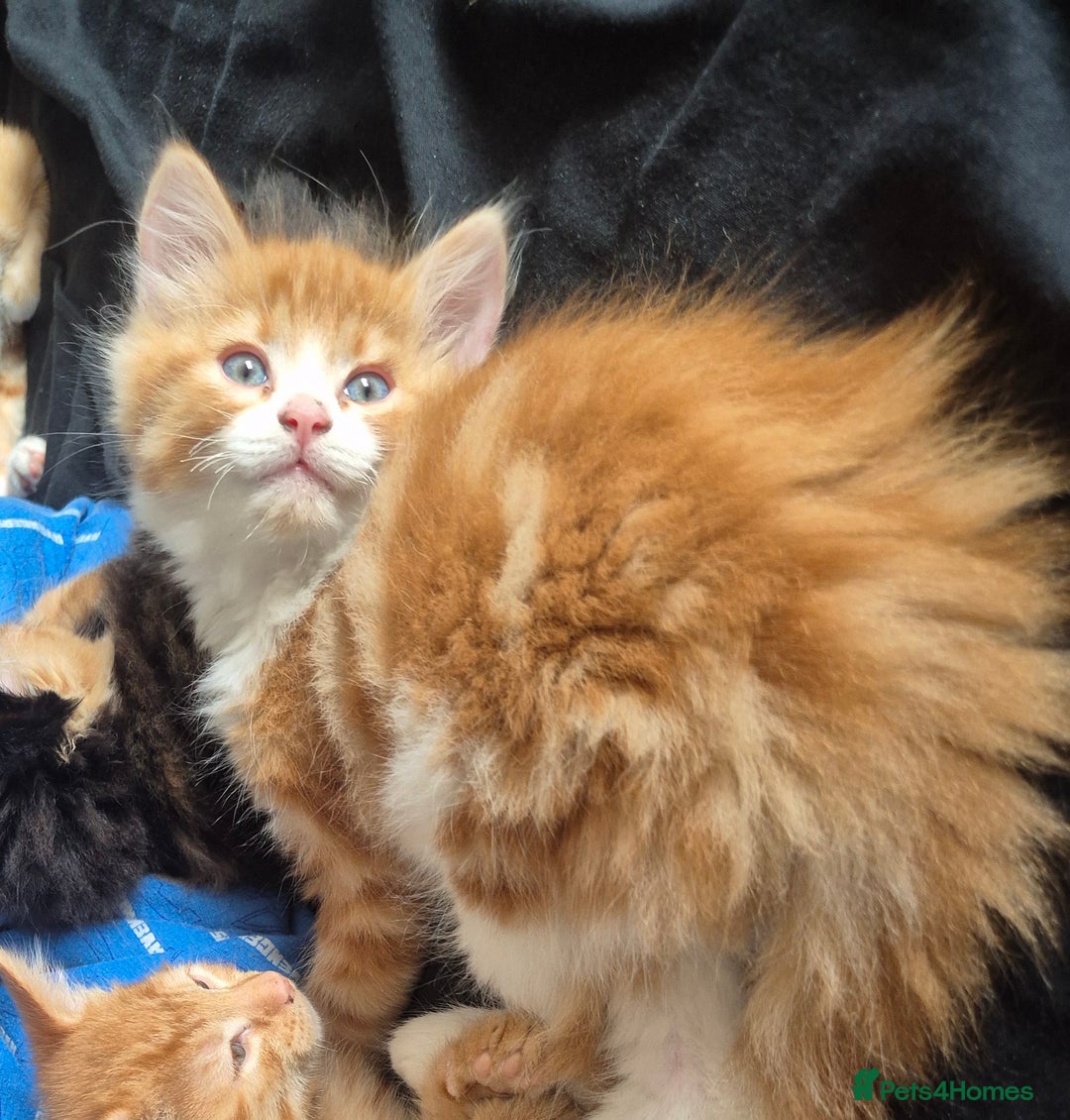 Mixed Breed cats for sale: Beautiful ginger & white female. - Image 2