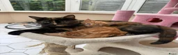 Mixed Breed cats for sale: Ginger Boy 6 months  - Advert 1