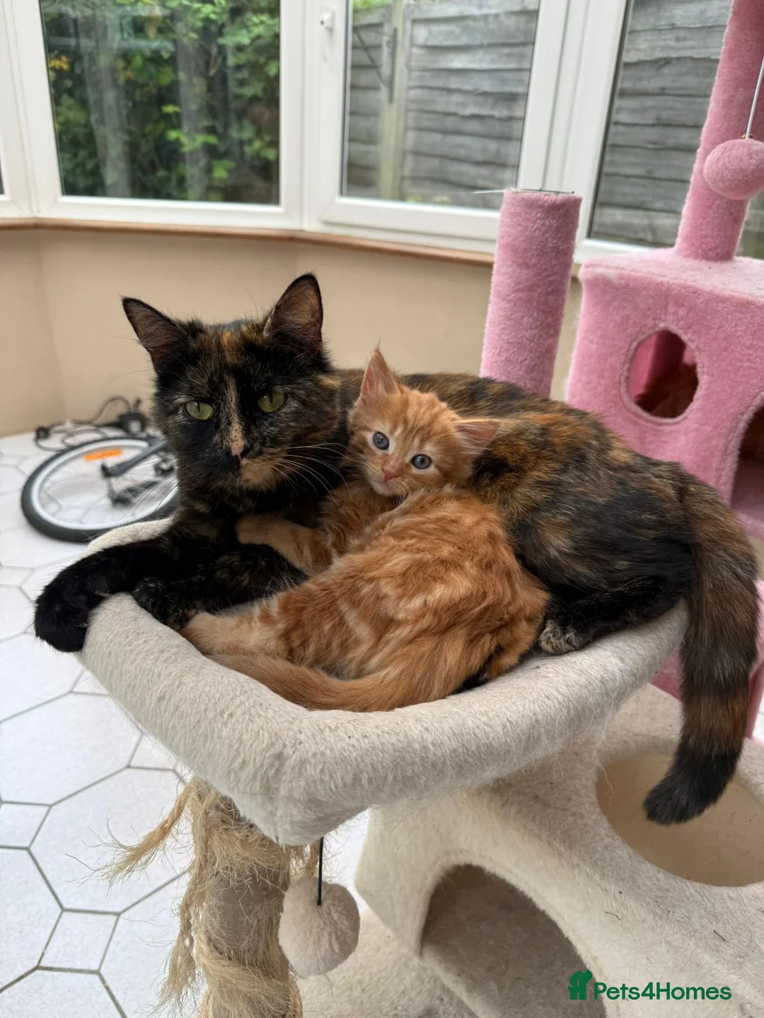 Mixed Breed cats for sale: Ginger Boy 6 months  - Advert 1